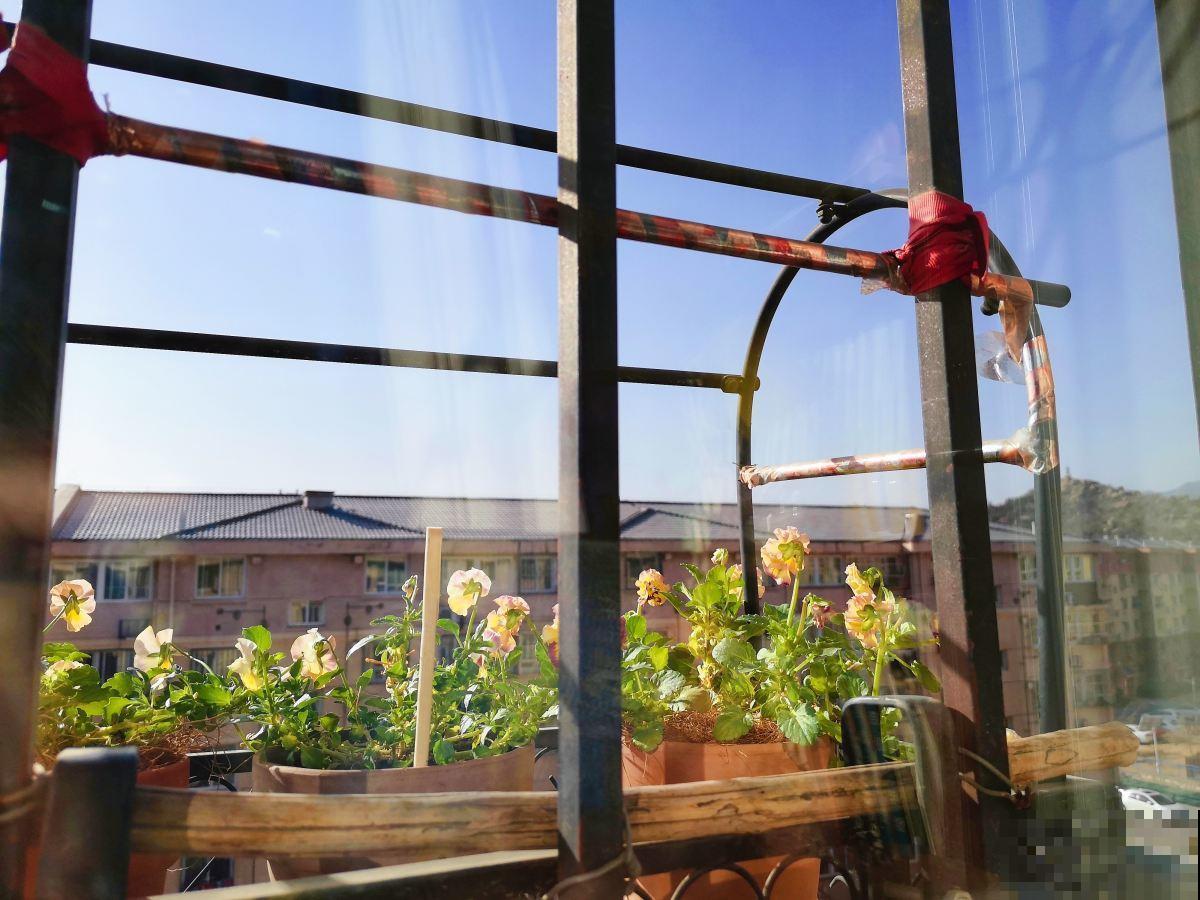 在家做个玻璃生态缸，各种植物随心养，自己就能活！