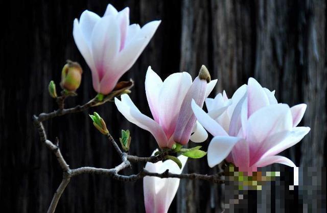 这5种花，先开花后长叶，非常奇特！