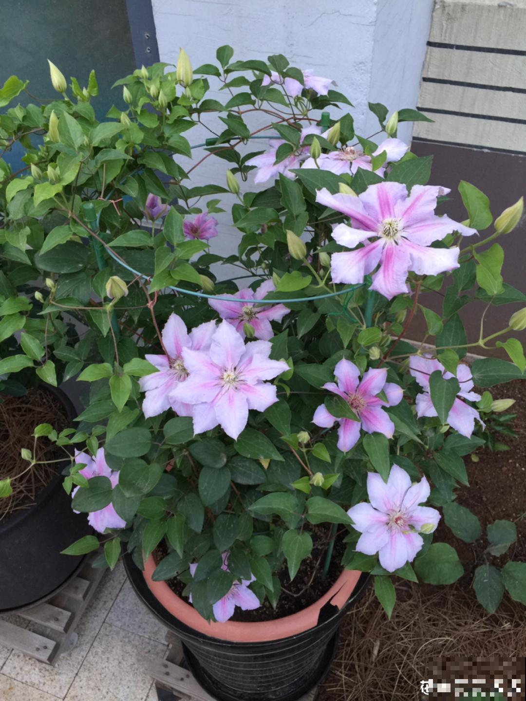 8种花开始慢慢睡醒了， 现在长得正旺，多浇水施肥， 开花更多！