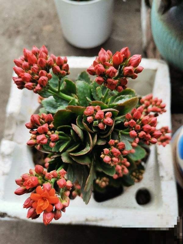 夏天养长寿花，要注意3要点，植物安安稳稳度夏