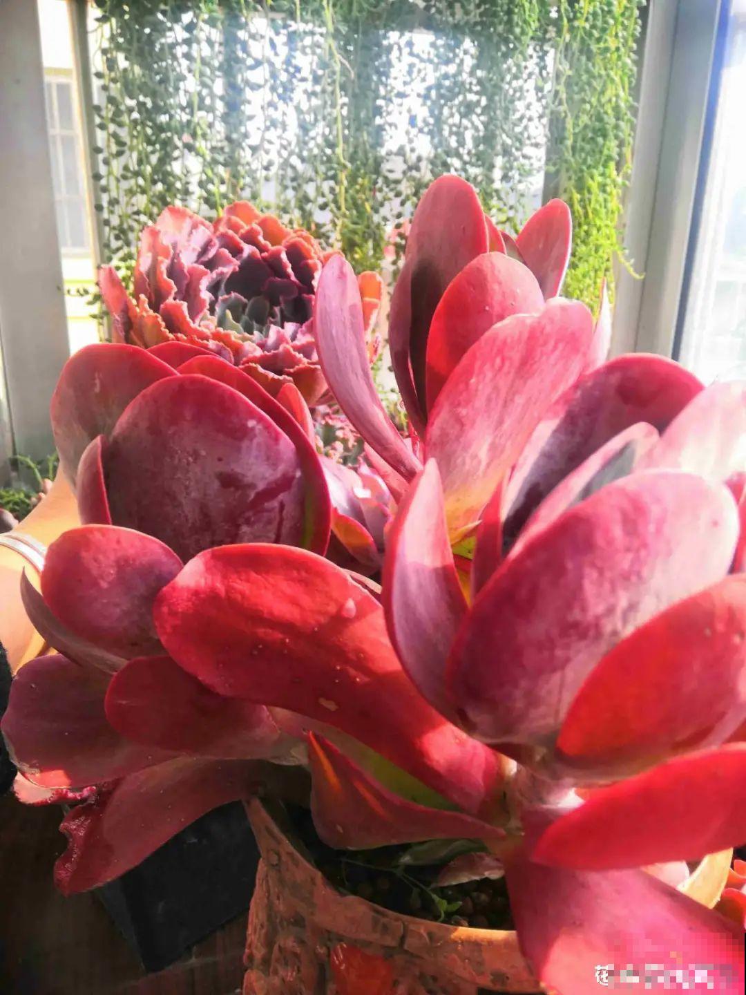 春天的多肉，长成一把大大扇子，看着就是爽