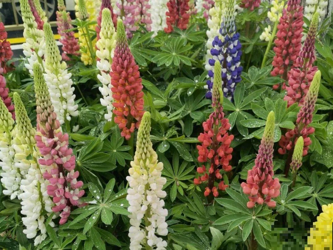 5月出门,收下这份百花图谱,啥花都能叫上名! 5月出门,收下这份百花图谱,啥花都能叫上名!