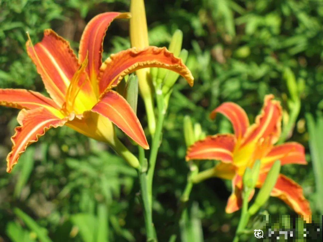 5月出门,收下这份百花图谱,啥花都能叫上名! 5月出门,收下这份百花图谱,啥花都能叫上名!