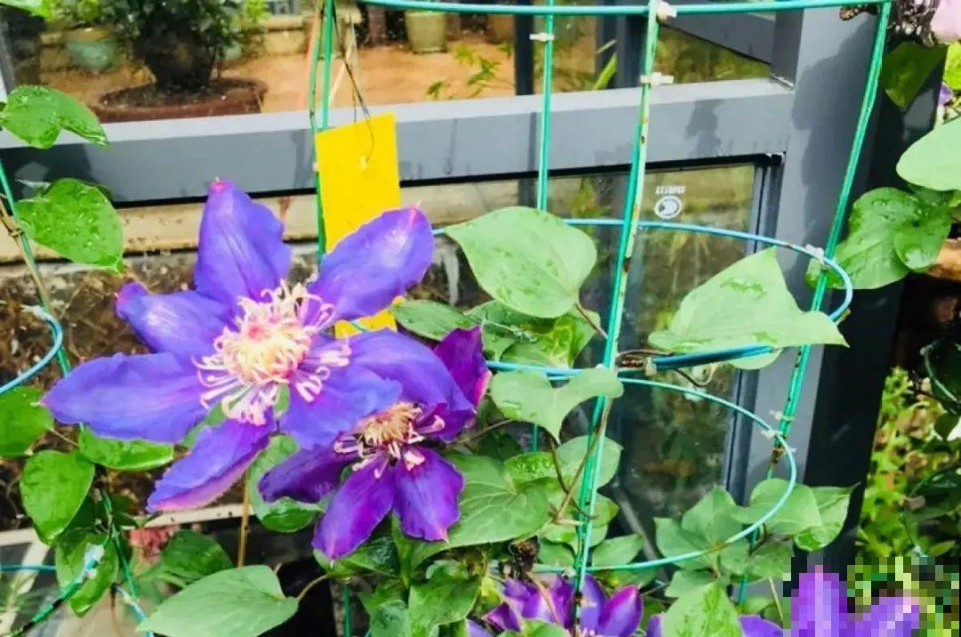 养多肉不用买花盆,只需一些水泥,自己就能DIY做花盆 养多肉不用买花盆,只需一些水泥,自己就能DIY做花盆