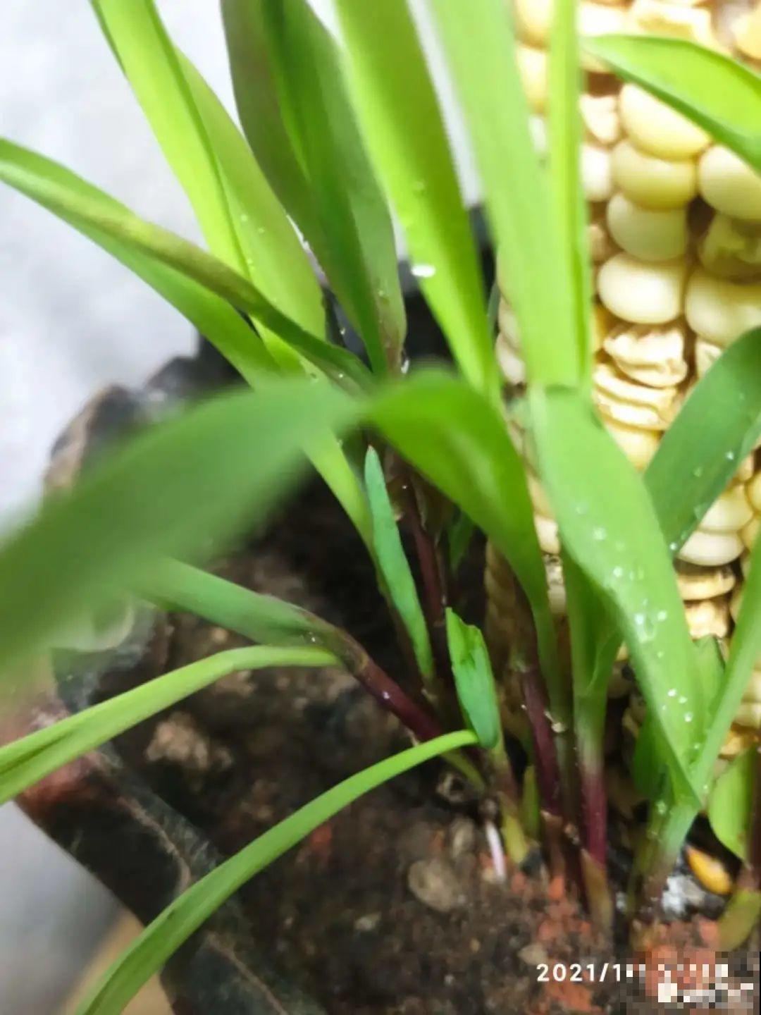 玉米棒子插水里，比绿植长得快，长成清新小盆栽