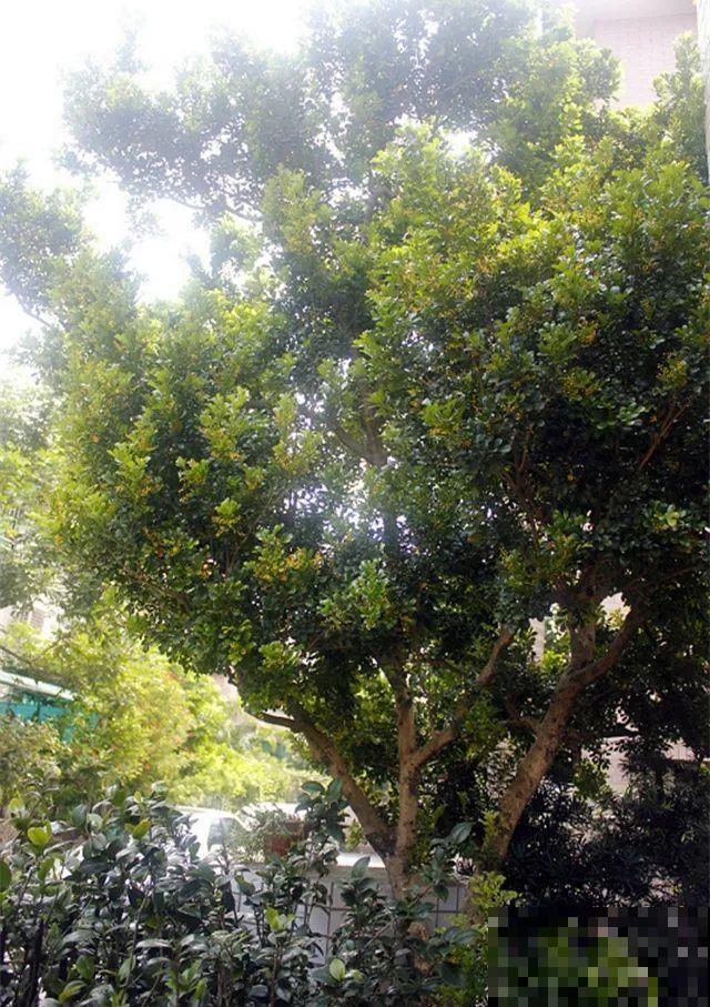 30米高三角梅，千年的紫藤树···5种花越老越值钱