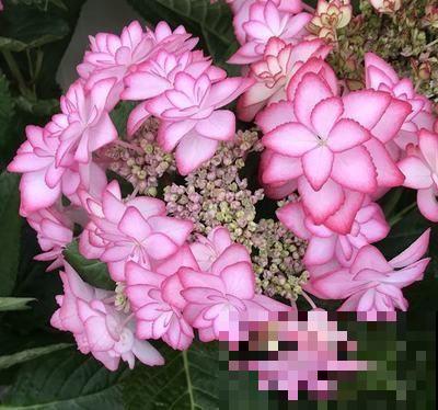 绣球叶子焦边，赶紧浇水，这是缺水信号！