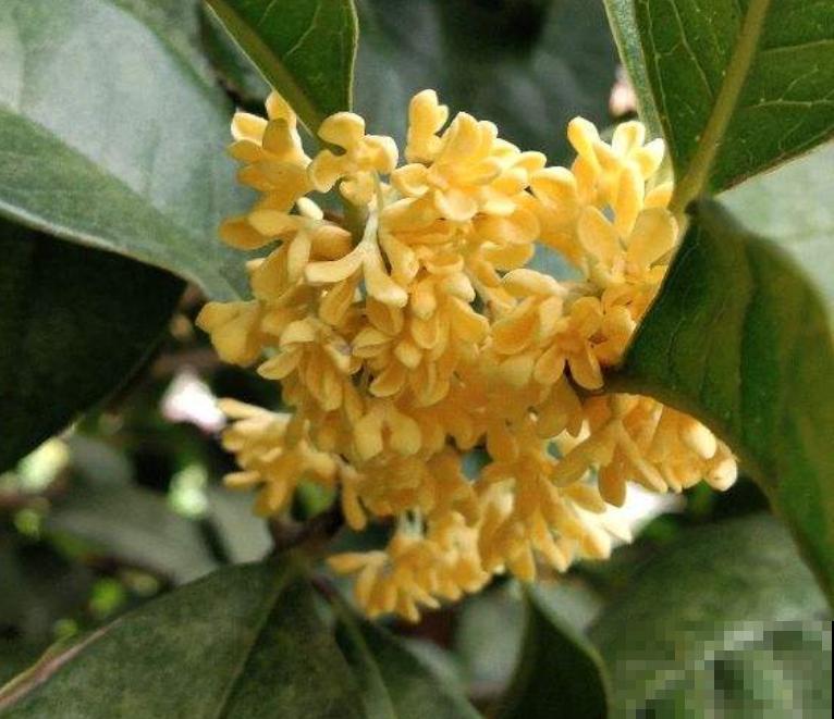 12种植物代表12个月,你出生在几月,你的幸运花就是它 12种植物代表12个月,你出生在几月,你的幸运花就是它