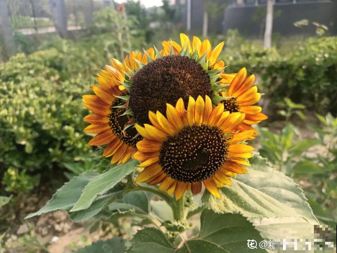 家里养盆“大脸”花，开花巨无霸，看着就喜庆