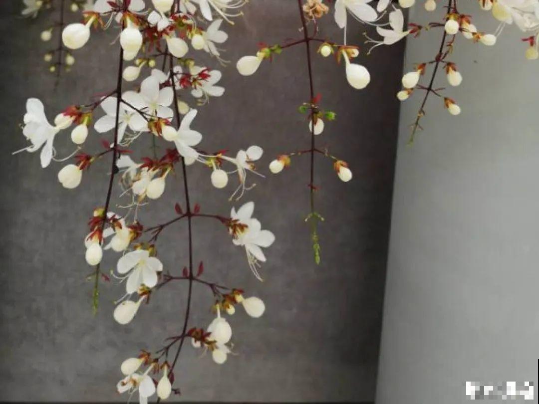 2021流行的花，仙女气质真漂亮，看完就想养