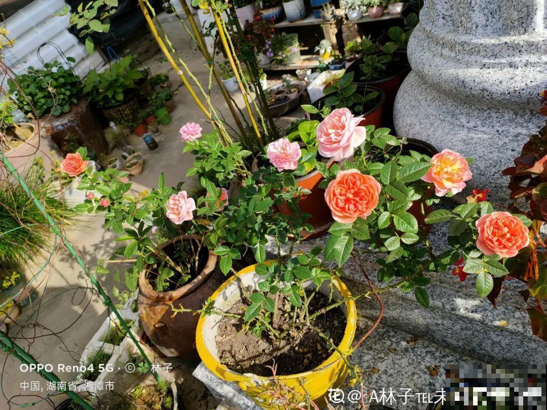 春天养太阳花,猛晒太阳才开花,扦插特好活 春天养太阳花,猛晒太阳才开花,扦插特好活