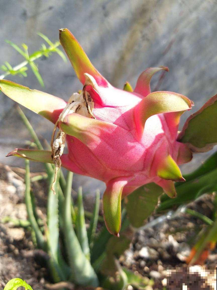 阳台种棵火龙果，果子爬满了枝头，可馋坏了邻居！