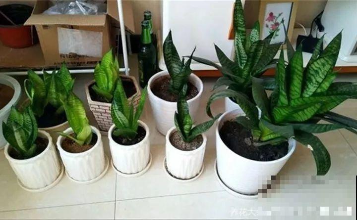 6种花夏天扦插,枝条剁8段、撒土里,3岁小孩都能插活! 6种花夏天扦插,枝条剁8段、撒土里,3岁小孩都能插活!