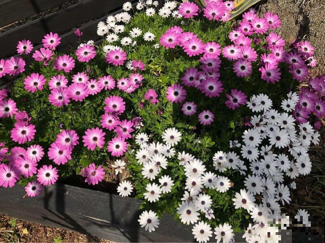 家里养盆“省心”花,自己开花自己结种,不用再买花种了 家里养盆“省心”花,自己开花自己结种,不用再买花种了