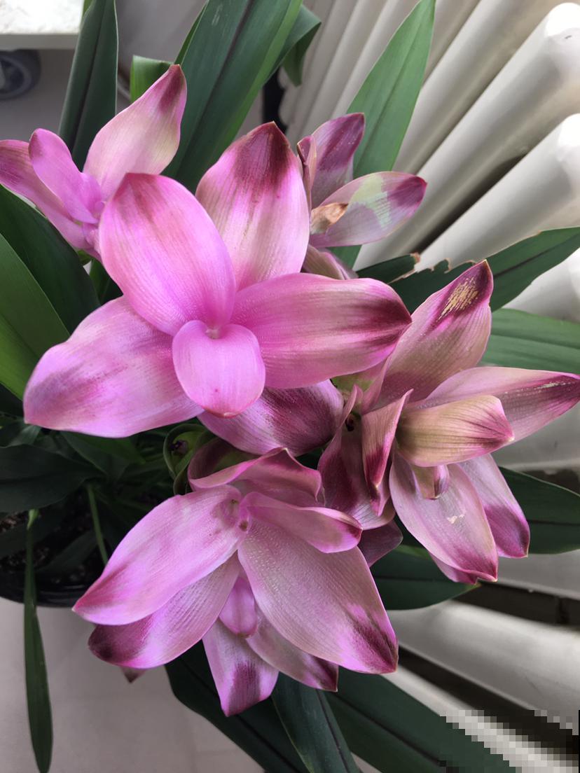 长得像生姜的“荷花”,开花时美艳动人,少见却十分好养 长得像生姜的“荷花”,开花时美艳动人,少见却十分好养