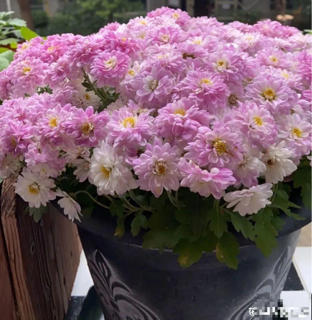 8种花开始慢慢睡醒了， 现在长得正旺，多浇水施肥， 开花更多！