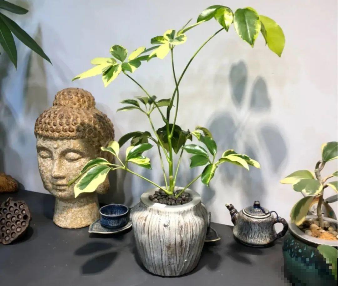 半死不活的花,扔水里,突然长疯了 半死不活的花,扔水里,突然长疯了