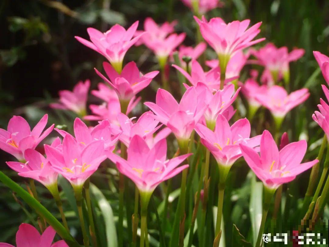 大岩桐特耐阴，每天一两个小时光照，一年开花上百天