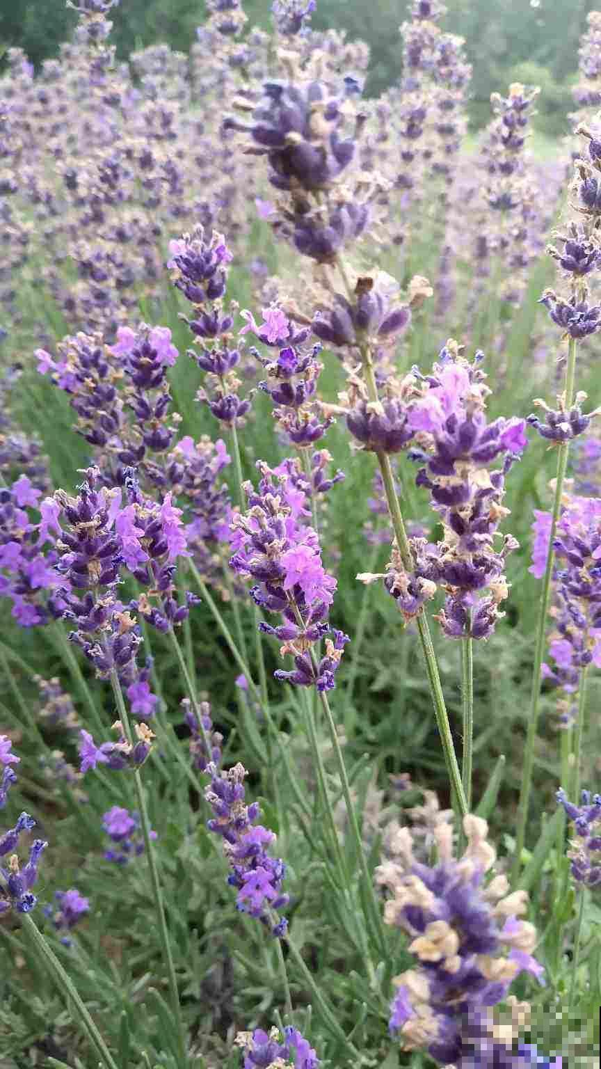 院子角落不能忽略,撒一把花种,年年都开花 院子角落不能忽略,撒一把花种,年年都开花