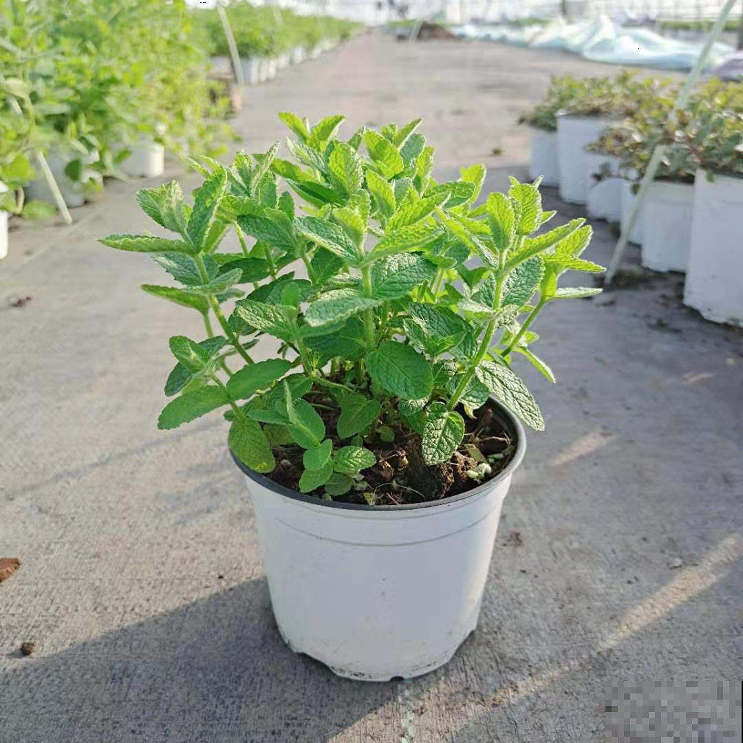 春天开始养薄荷, 等到天热了,爆出一大盆 春天开始养薄荷, 等到天热了,爆出一大盆