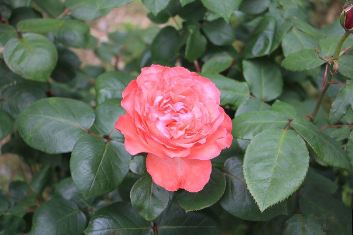 新手养不好月季？往往是忽视这3点，赶紧重视起来！