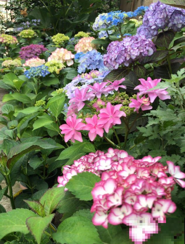 春天来了，有个院子养点花，简直太幸福