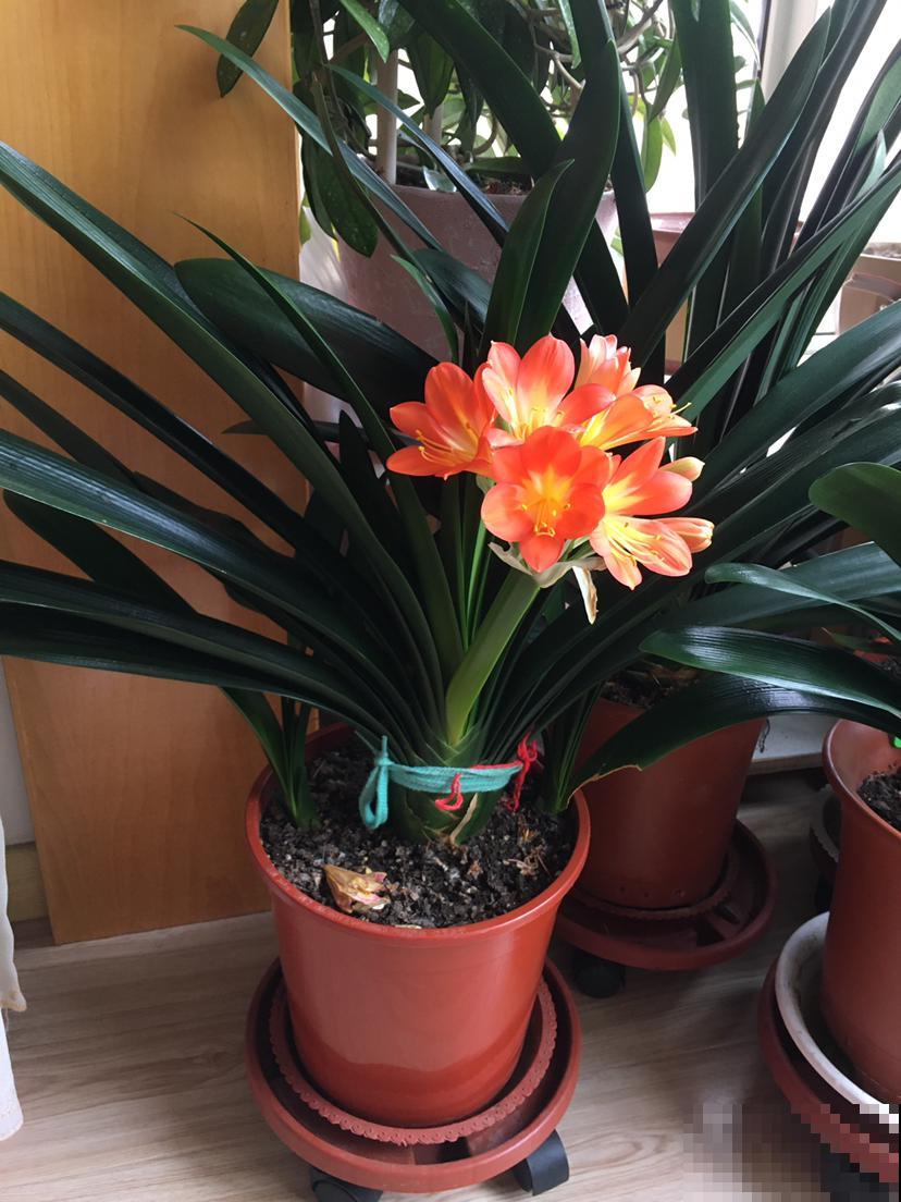 天气变热，4种花不适合淋雨，不然很快就死了