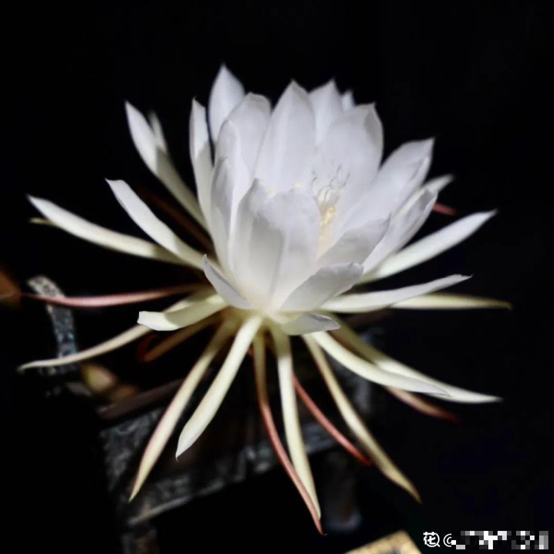 家里养盆香水花,满屋子飘香,还能净化空气 家里养盆香水花,满屋子飘香,还能净化空气