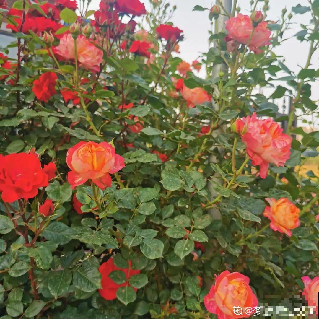 花园“三剑客”，可不太好养，能养好的都是高手