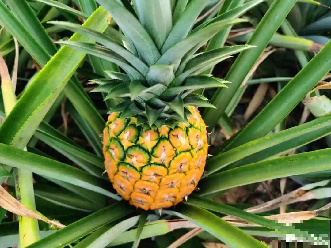 花盆里养棵果树，满枝条都是果子，看着就喜庆