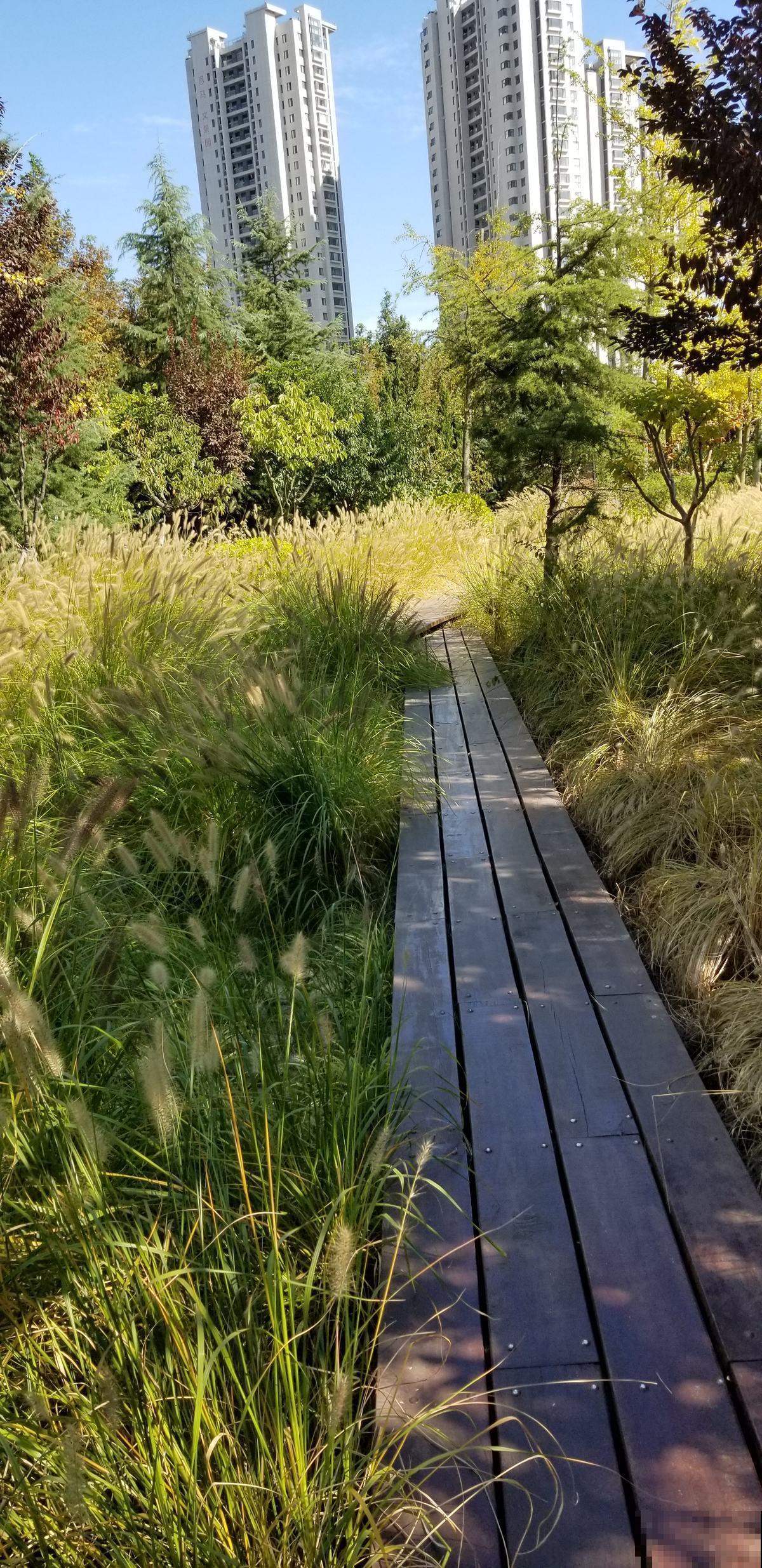 狗尾巴草很耐旱,那是因为它带着“涡轮发动机”,这个真罕见! 狗尾巴草很耐旱,那是因为它带着“涡轮发动机”,这个真罕见!