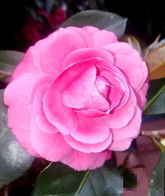 养这4种花,省事不费力,开出又大又艳的花来! 养这4种花,省事不费力,开出又大又艳的花来!