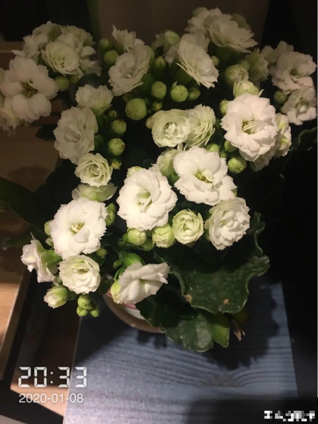 春天养盆绿色花,看着清爽干净,今年一定要养一盆 春天养盆绿色花,看着清爽干净,今年一定要养一盆