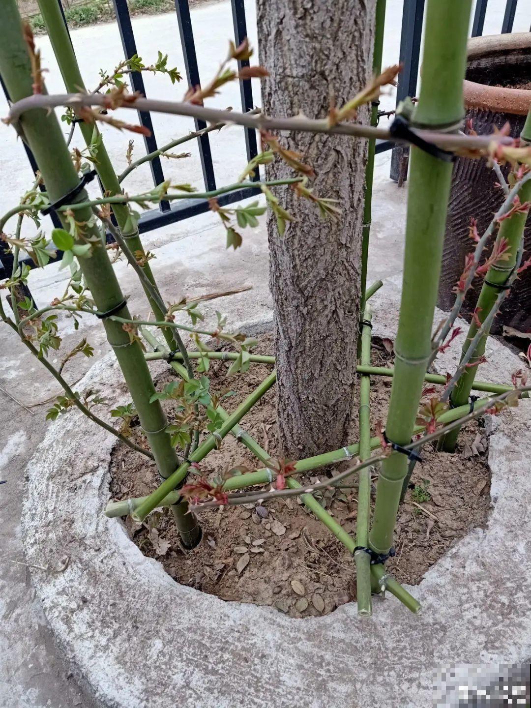 三角梅长不好?赶紧给它摘叶子,摘得越干净,长得越好 三角梅长不好?赶紧给它摘叶子,摘得越干净,长得越好