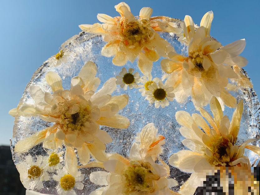 夏天养花,换个清凉方式,来点不一样的感觉 夏天养花,换个清凉方式,来点不一样的感觉