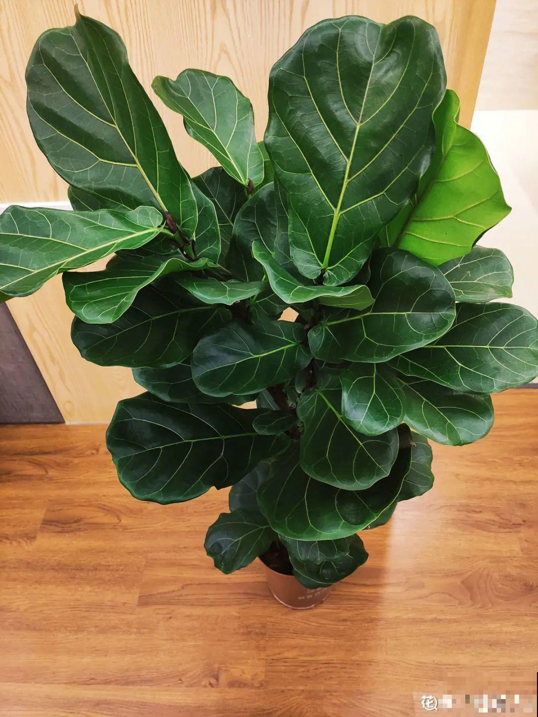 公认的难养花，买一盆死一盆，原来是被动了手脚…