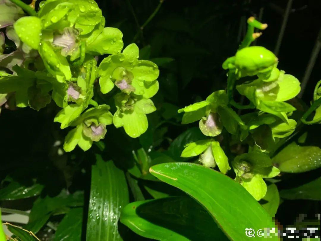 适合大门口养的花，开花时间要长，开花也要大气