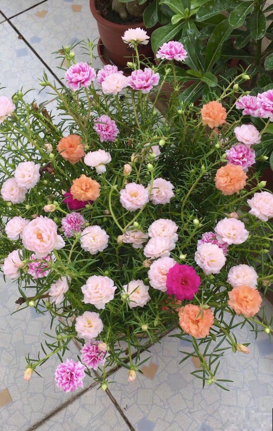 养花也能挣钱，3种花特别能“生”，完全可以拿去卖