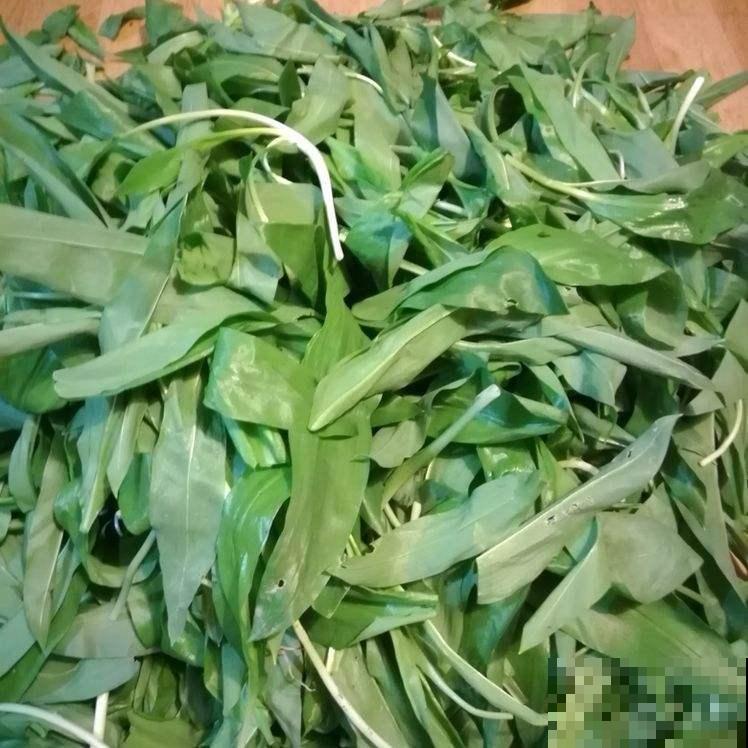 买菜的时候捡了些菜根，回家种土里，家里长出菜园子！