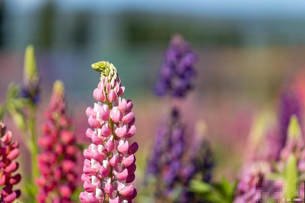 如果我有院子，一定种这3种花，天天有花赏！