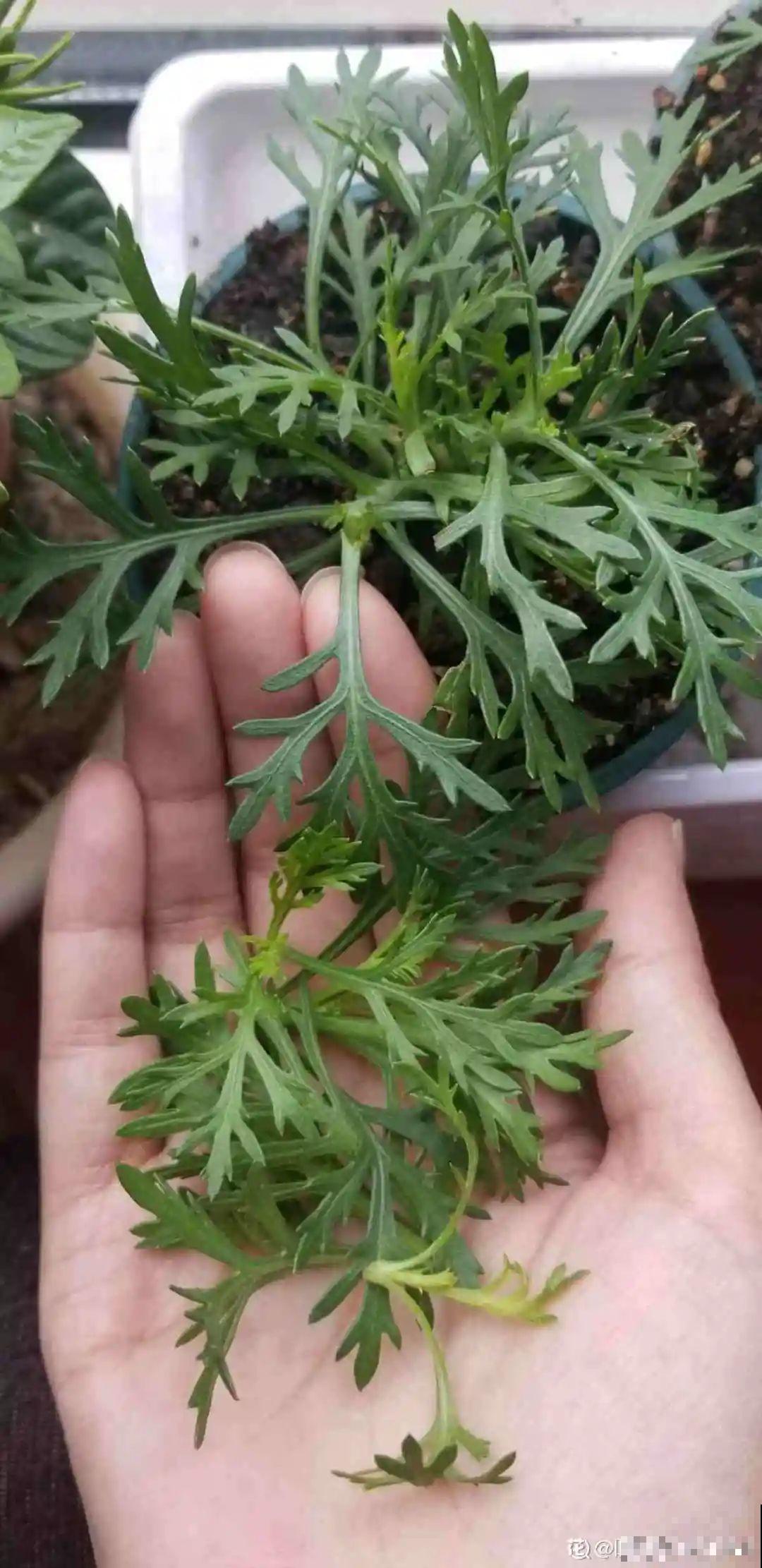 夏天修剪要下狠手,剪得越狠越爆盆,多晒长成大花球 夏天修剪要下狠手,剪得越狠越爆盆,多晒长成大花球