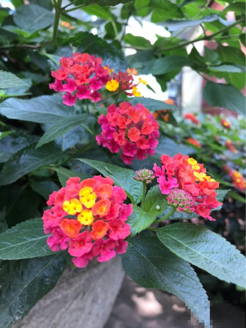 80种常见花卉，读过后，花名难不倒你