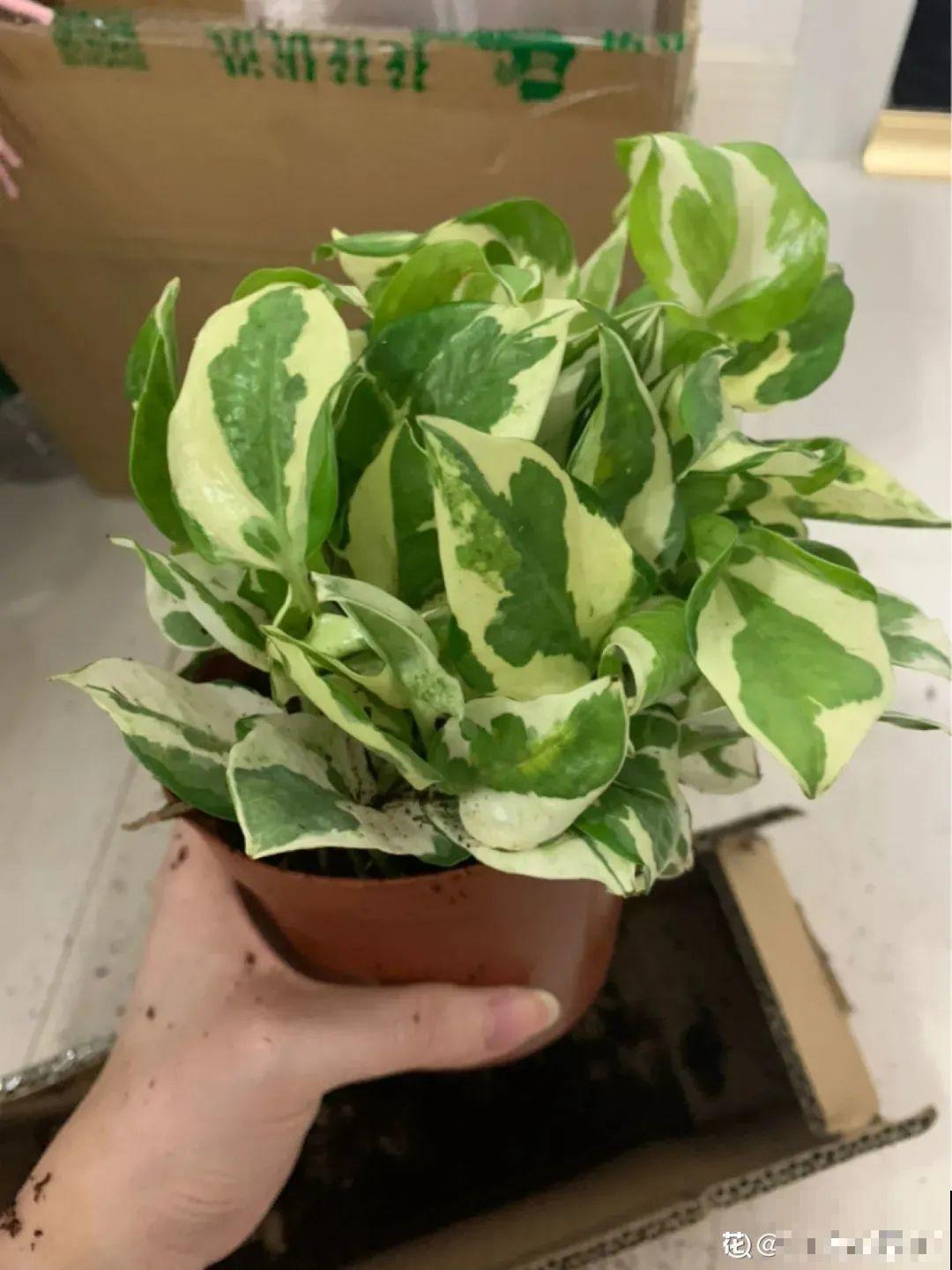 绿萝长了斑，竟比原来的还要美，特别上档次