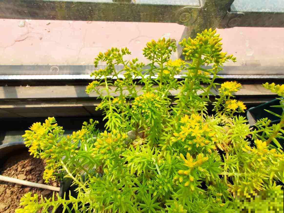 车里养盆小绿植，异味被吸走，观赏效果超好