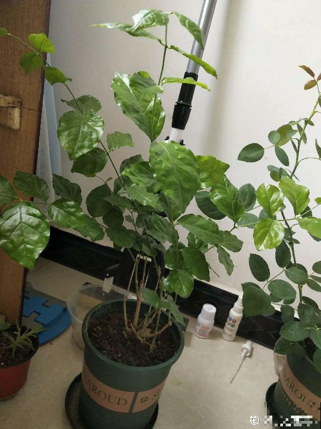 春天给花修剪,花才能呼呼开,俩月开爆盆 春天给花修剪,花才能呼呼开,俩月开爆盆