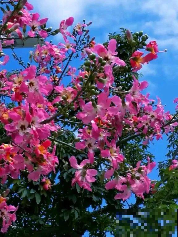 3种花气质独特,种院子里特高级,一开花气质十足 3种花气质独特,种院子里特高级,一开花气质十足