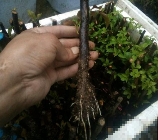 春天的大粗杆子，直接插土里，很快就生根