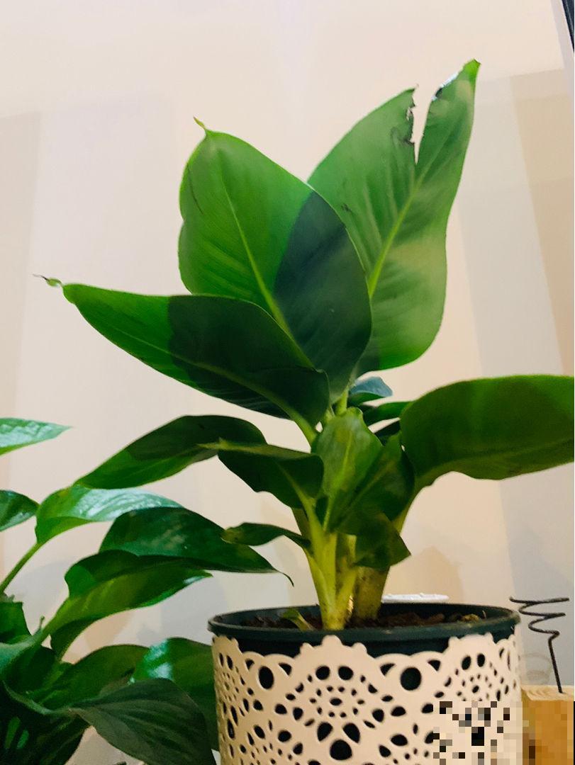 家里养了盆“光棍树”，茎秆翠绿纤细，精致得像艺术品