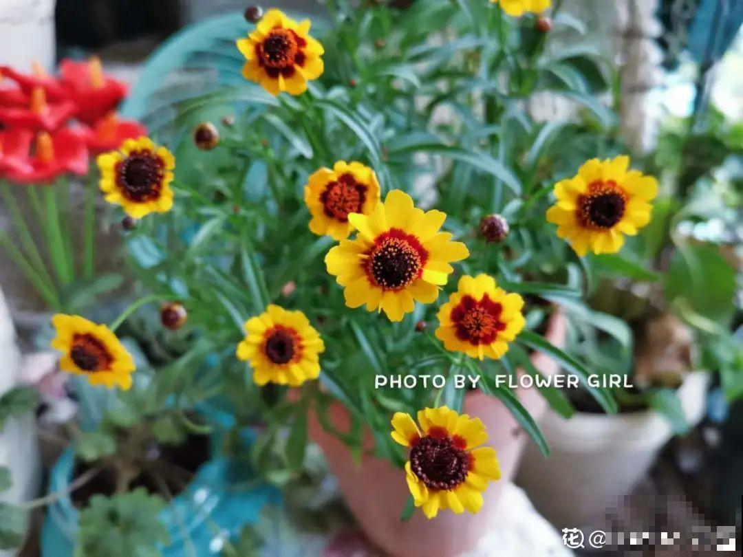 晒不死、热不死的花,越晒花越多,越热长越快 晒不死、热不死的花,越晒花越多,越热长越快