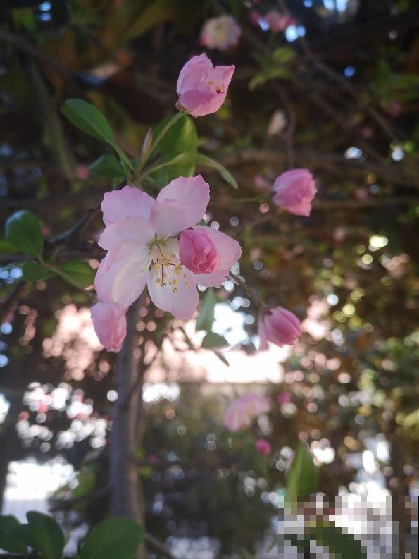 初春6种花，花骨朵呼呼冒，离花开满园不远了